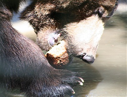 Bär spielt mit Ast