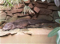 Krokodil auf einem Felsen
