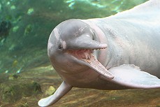 S��wasserdelfin ganz nah