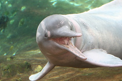 Ein Süßwasserdelfin ganz nah