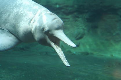 Süsswasserdelphin taucht